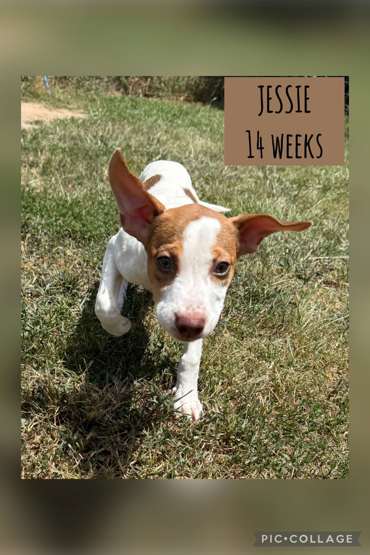 JESSIE