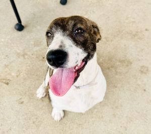 Ivy German Shorthaired Pointer Dog