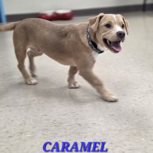Caramel