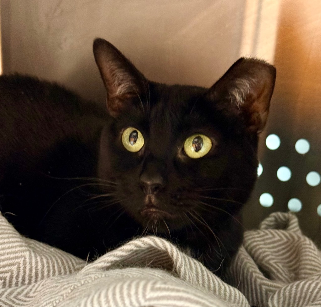 Sabrina TX, an adoptable Domestic Short Hair in Fort Lupton, CO, 80621 | Photo Image 1