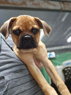 Heeeres Blossom 4 month old healthy female Pug mix spayed vaccinated Shes a super friendly comi