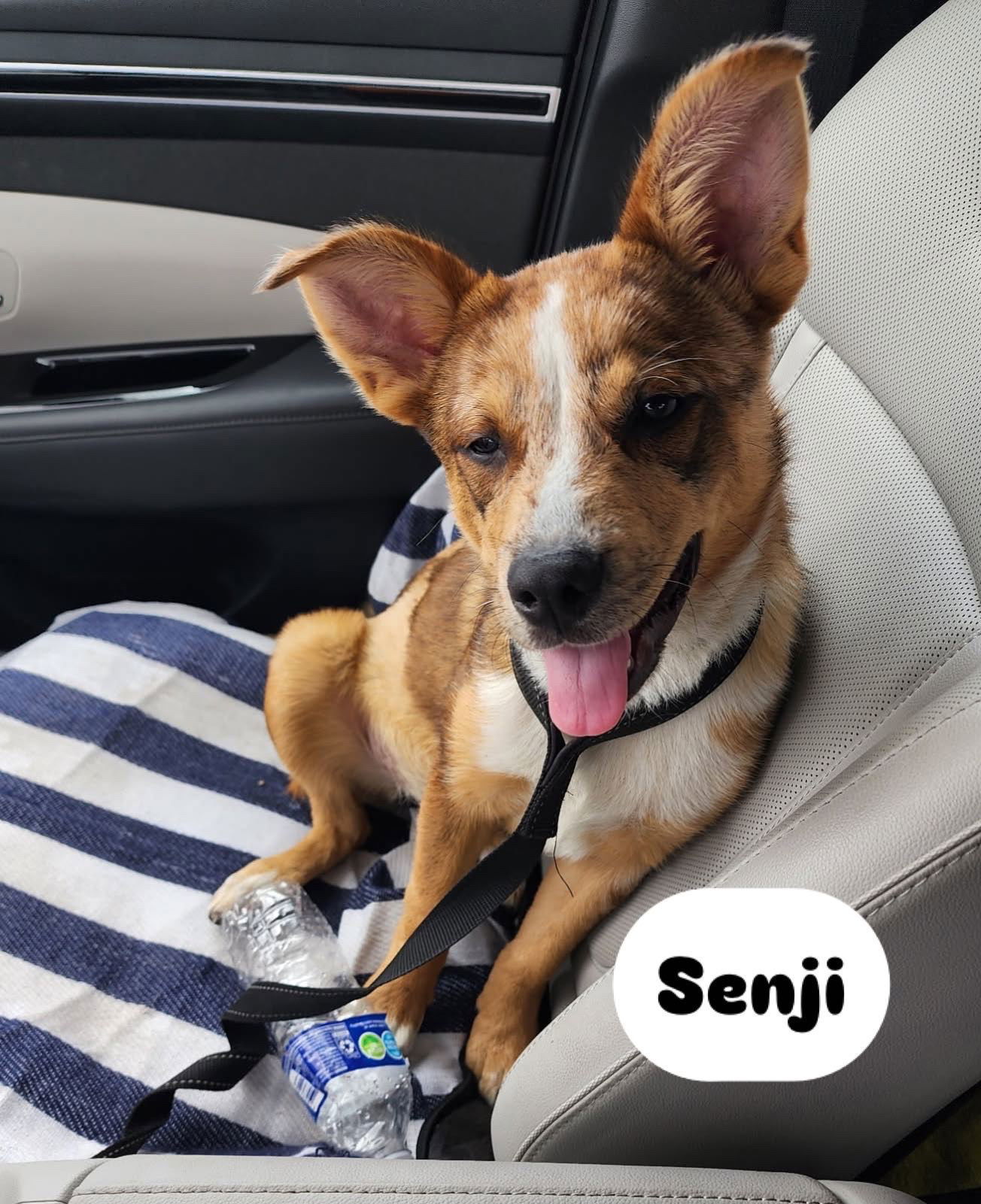 Senji