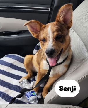 This is SENJI a 6 mo spayed female She was taken from a homeless encampment We had her vetted sp