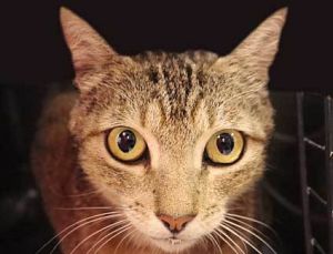 786951, Adult Female unknown