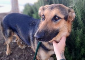 Ripley*, Adult Female unknown