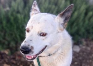 Cooper*, Adult Male unknown