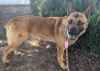 Simba* photo 2