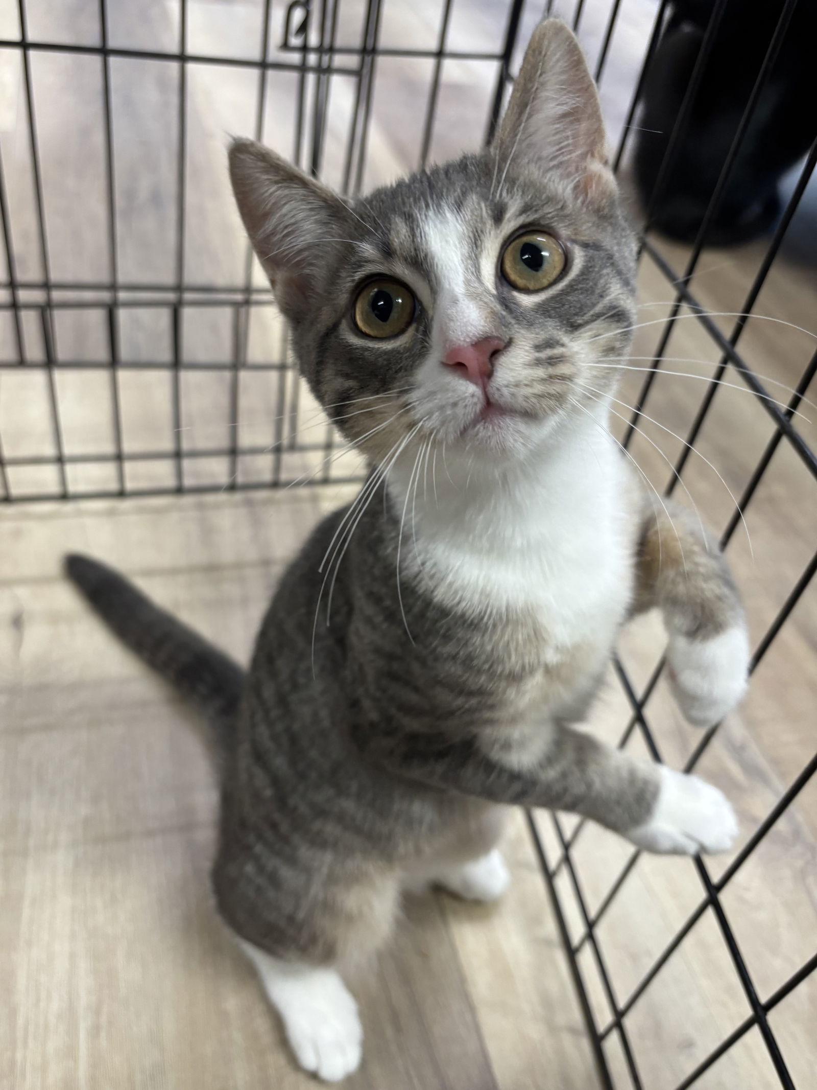 GRACIE