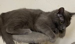 Luna, Adult Female unknown