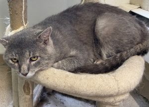 Henry, Adult Male unknown