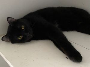Molly, Young Female unknown