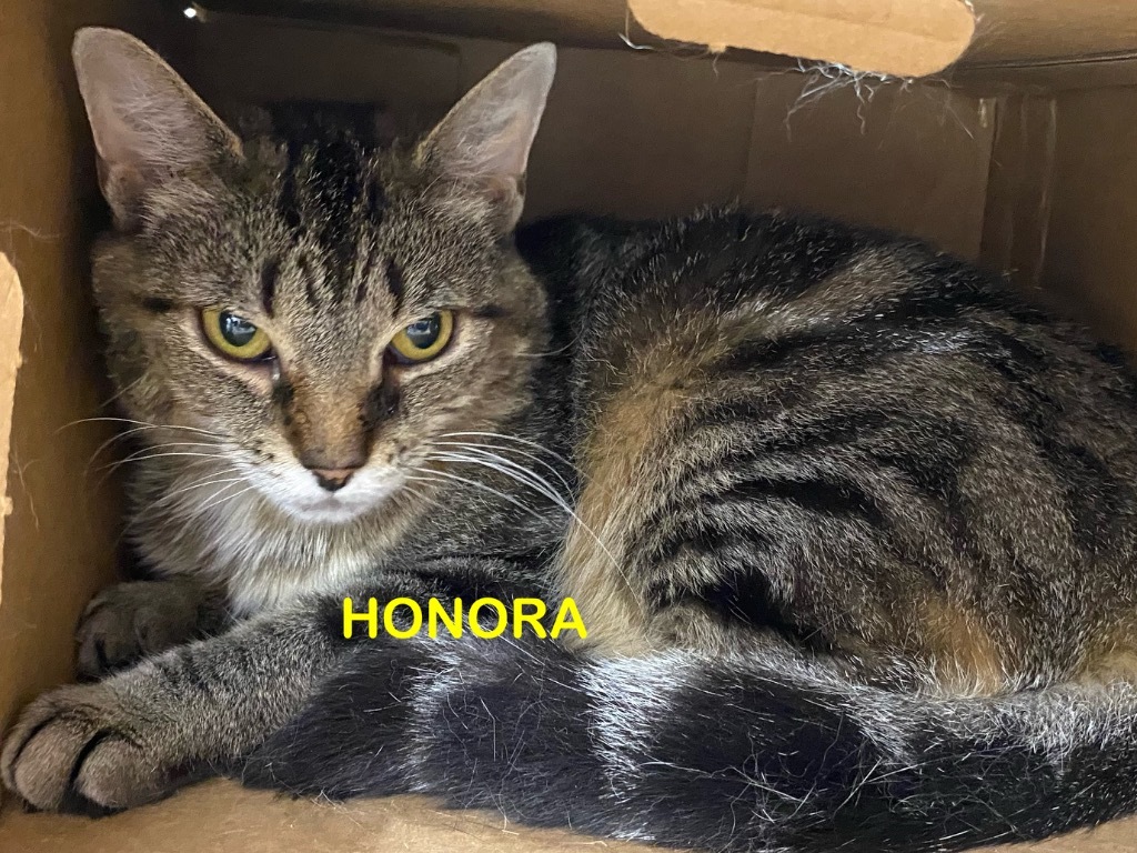 Honora