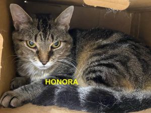 Honora, Adult Female unknown