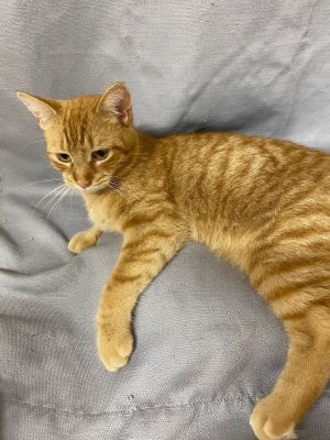 Olivia, Young Female unknown