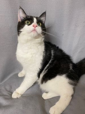 Lily, Young Female unknown