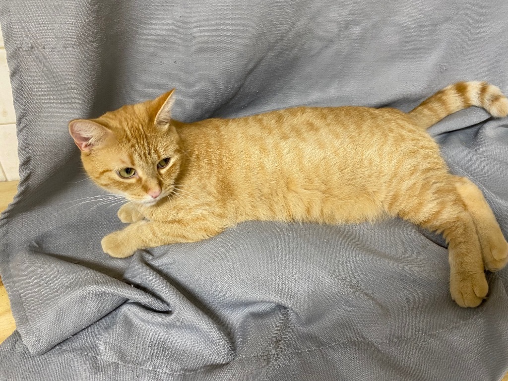 Oscar