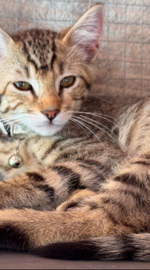 Cilantro Tabby Cat