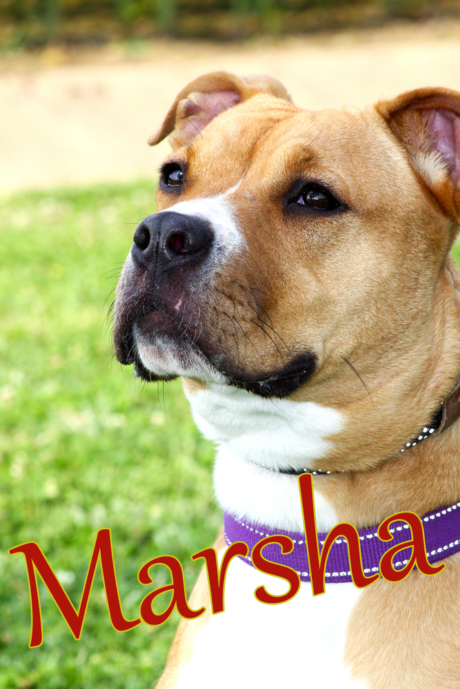 Marsha
