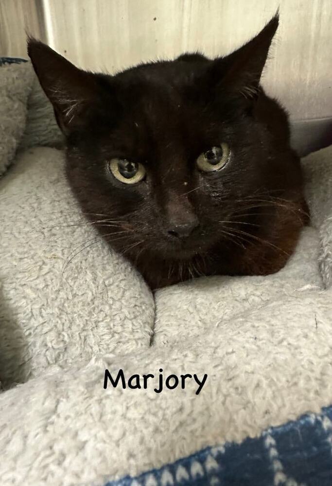 Marjory