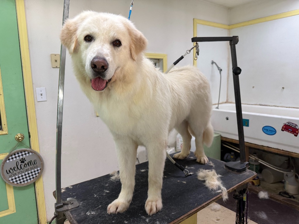 Galaway, an adoptable Great Pyrenees in Thompson Falls, MT, 59873 | Photo Image 1