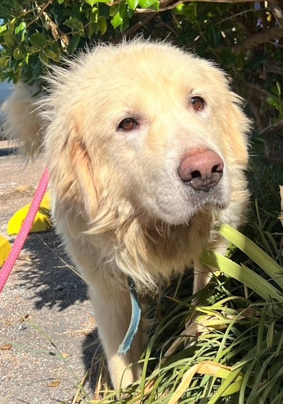 Galaway, an adoptable Great Pyrenees in Thompson Falls, MT, 59873 | Photo Image 2