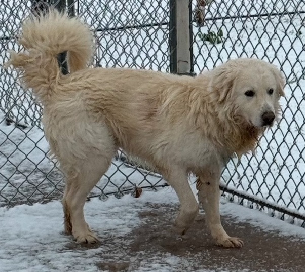 Galaway, an adoptable Great Pyrenees in Thompson Falls, MT, 59873 | Photo Image 3