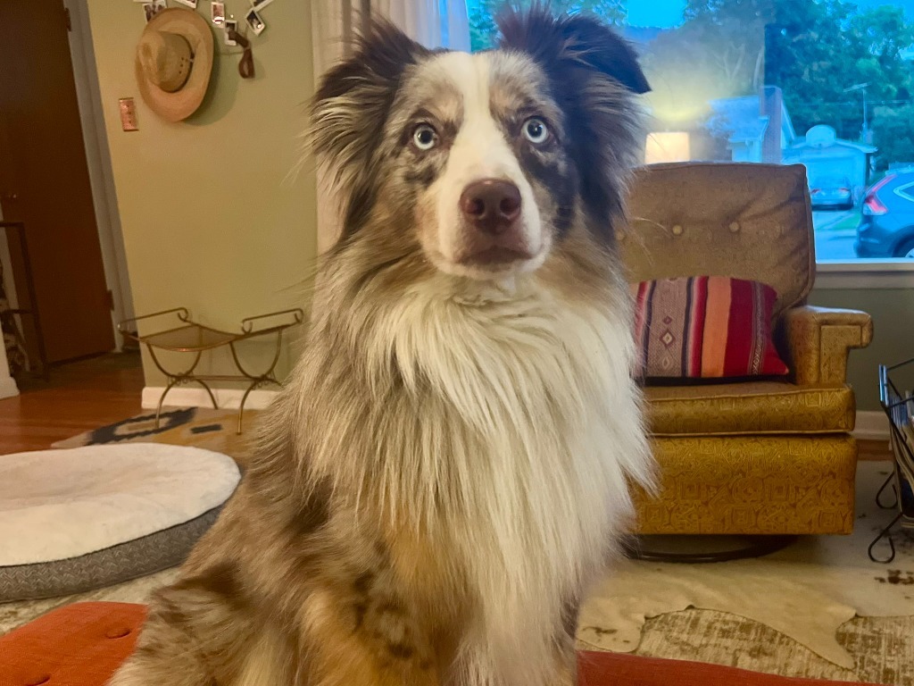 Charly, an adoptable Australian Shepherd in Thompson Falls, MT, 59873 | Photo Image 1