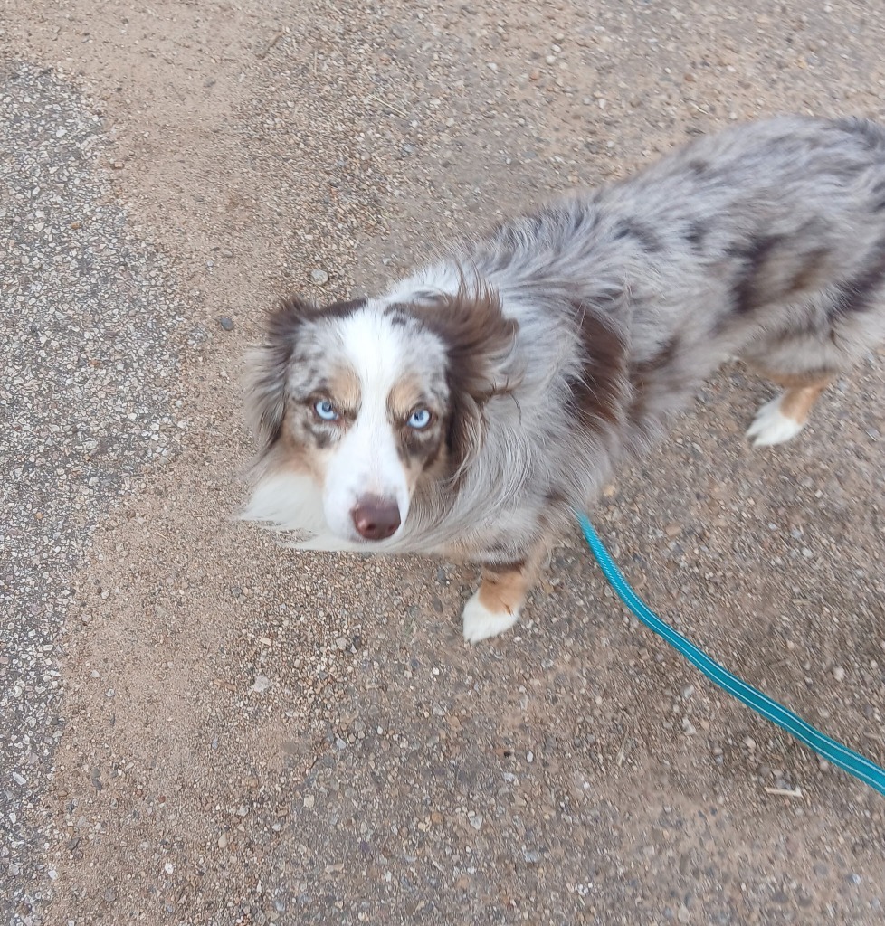 Charly, an adoptable Australian Shepherd in Thompson Falls, MT, 59873 | Photo Image 2