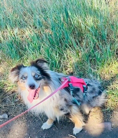 Charly, an adoptable Australian Shepherd in Thompson Falls, MT, 59873 | Photo Image 4