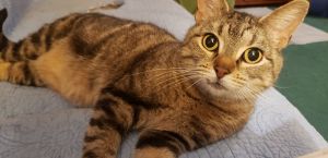 Sakura, Adult Female unknown