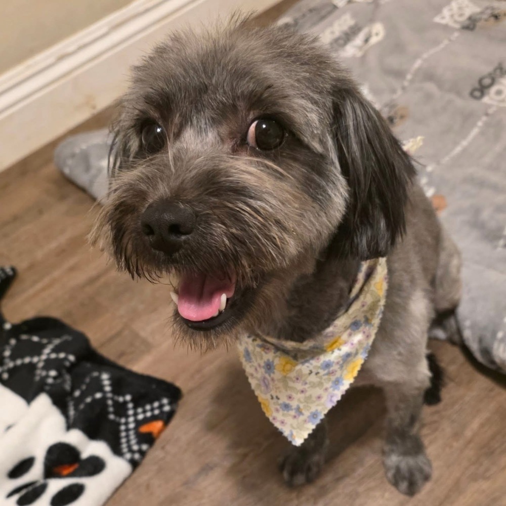 LOLA, an adoptable Cockapoo, Terrier in Beaumont, CA, 92223 | Photo Image 1