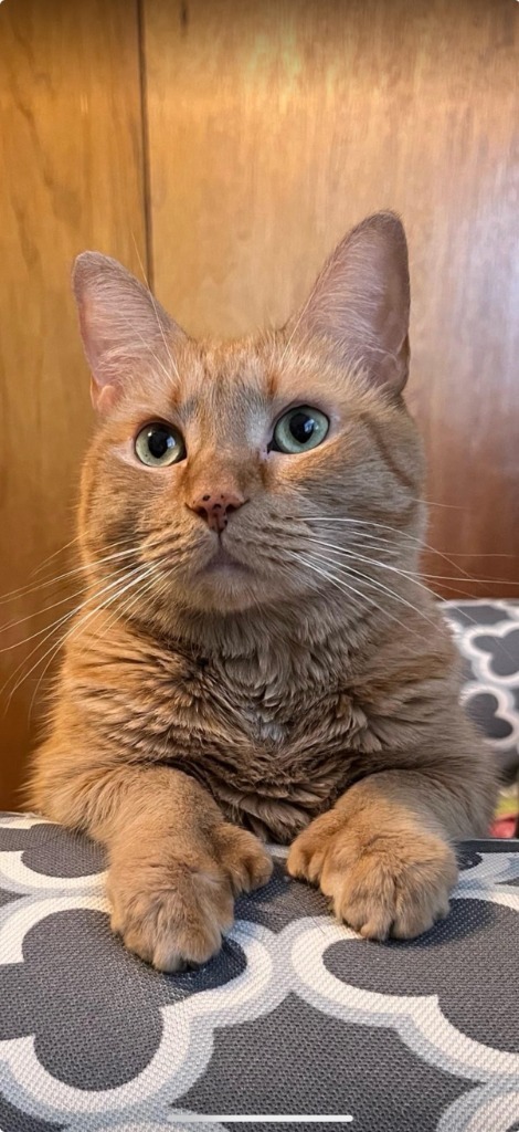 164-Apricot aka Tea (in Foster)
