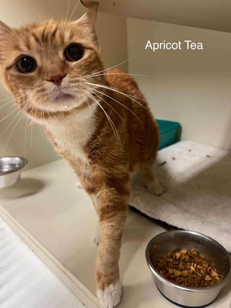 164-Apricot aka Tea (in Foster)