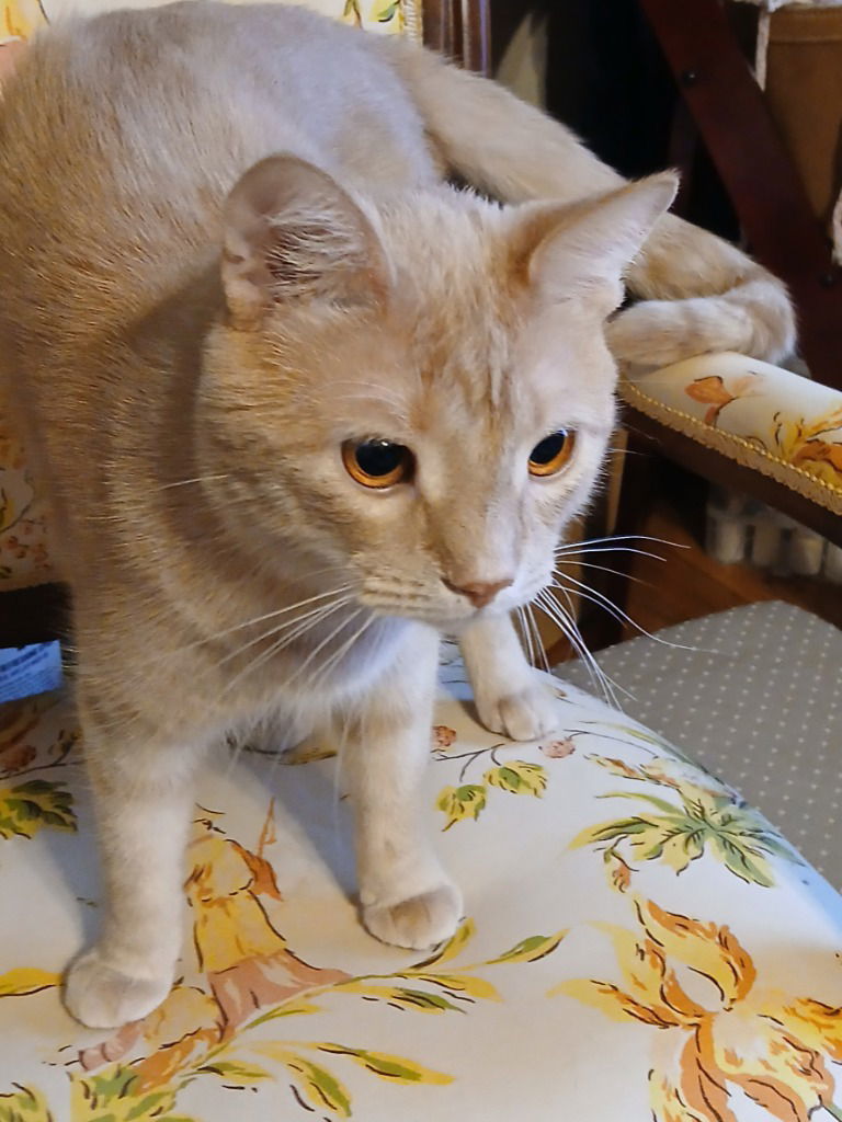 Sonny