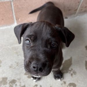 Hi My name is Peanut Butter and Im at the Santa Barbara Campus Im a 2 month old Male Lab