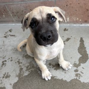 Hi My name is Biscotti and Im at the Santa Barbara Campus Im a 2 month old Male Lab Mix
