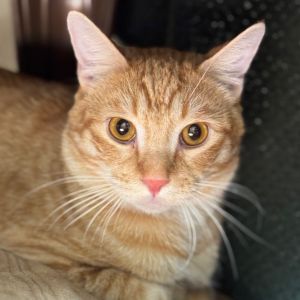 Hi there My name is Garfield and Im at the Santa Maria Campus Im a 1 year ol