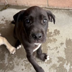 Hi My name is Molasses and Im at the Santa Barbara Campus Im a 2 month old female Lab Mix