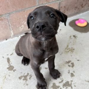 Hi My name is Chocolate Chip and Im at the Santa Barbara Campus Im a 2 month old Male Lab