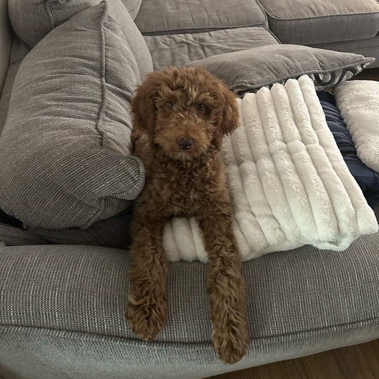 Murphy
