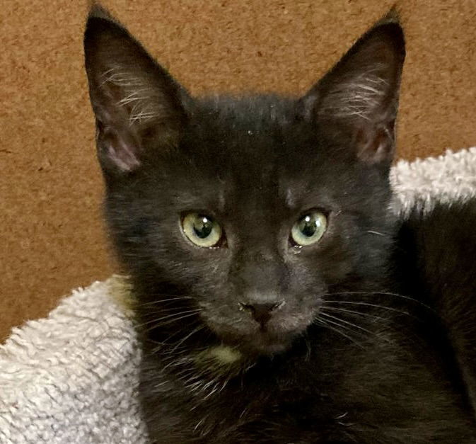 Dot (bonded with Nugget)