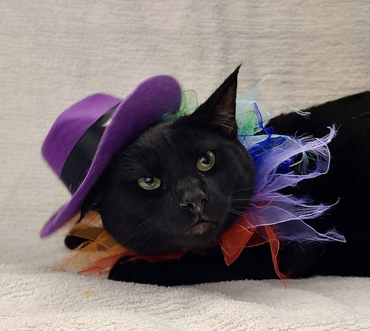 Dot (bonded with Nugget)