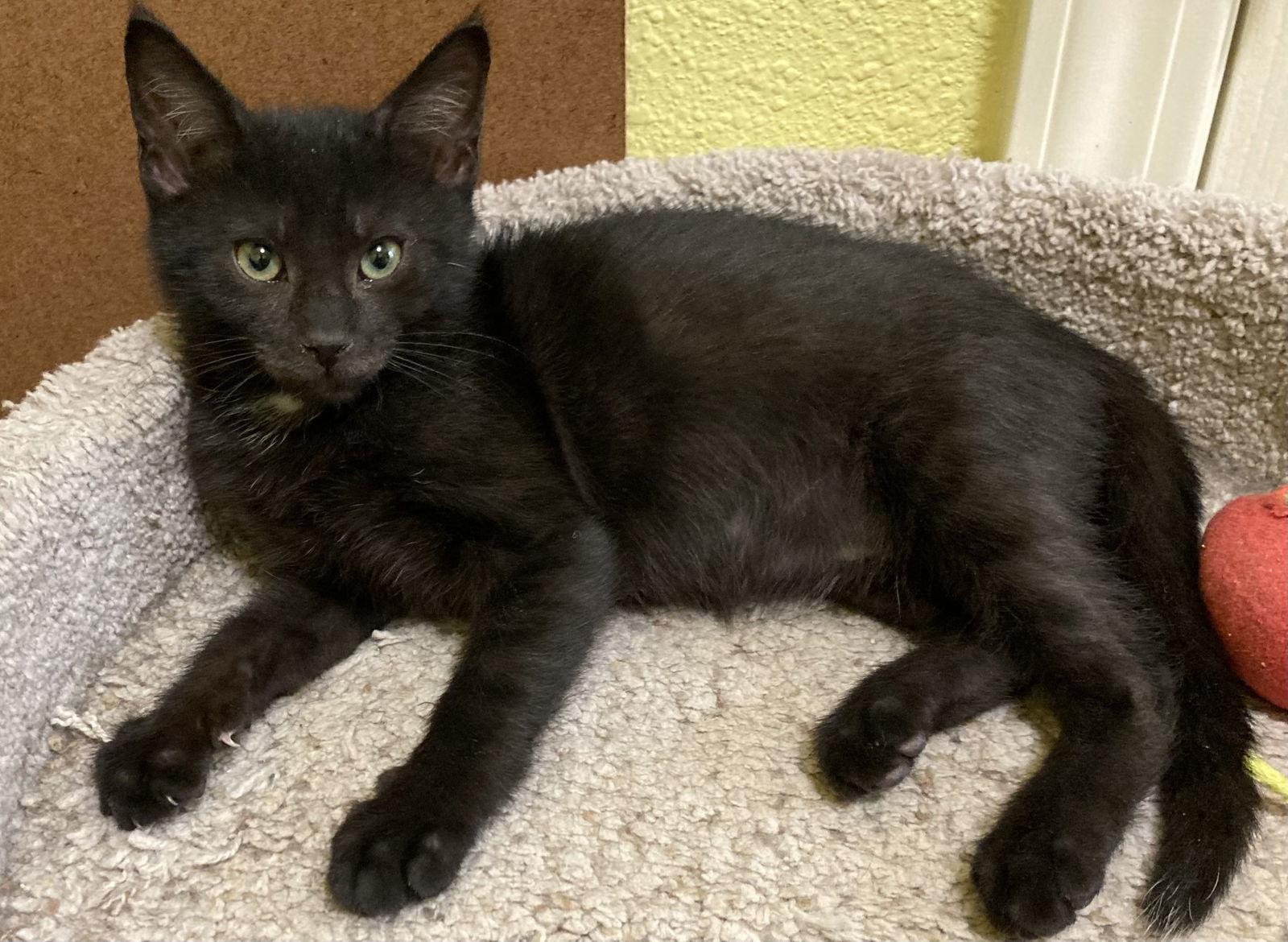 Dot (bonded with Nugget)