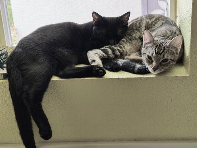 Dot (bonded with Nugget)