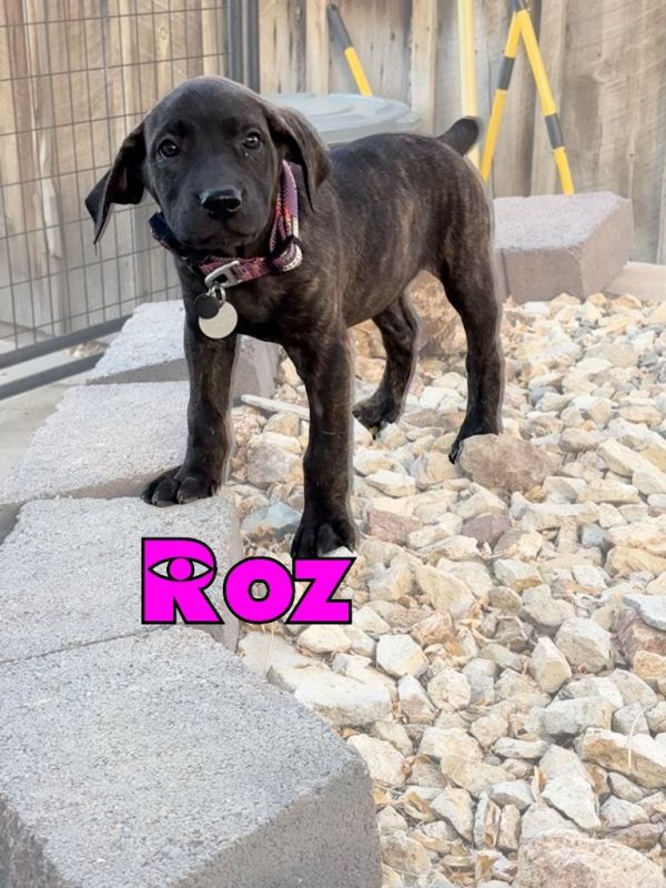 Roz thumbnail 2