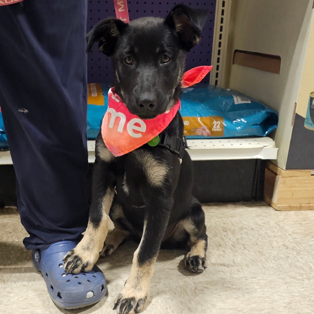 Nellie, an adoptable Mixed Breed in Bismarck, ND, 58507 | Photo Image 1