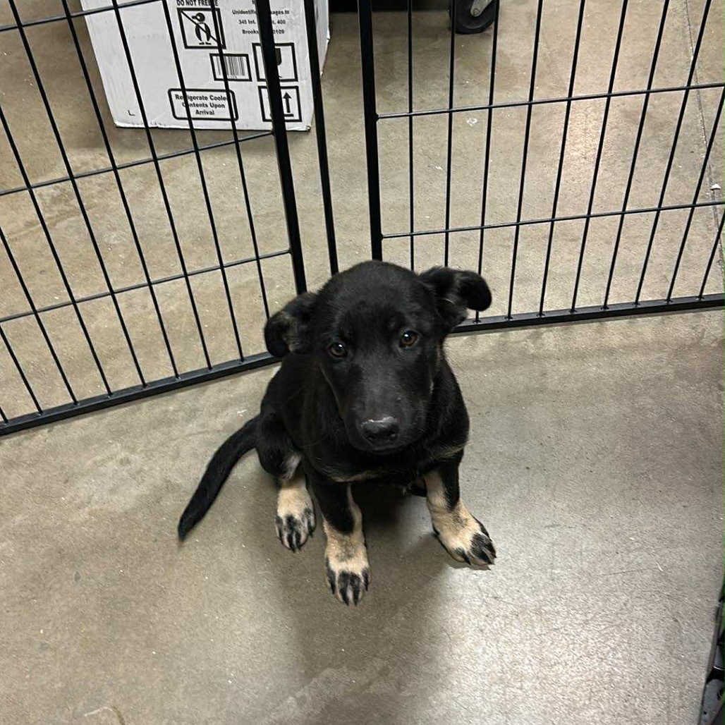 Nellie, an adoptable Mixed Breed in Bismarck, ND, 58507 | Photo Image 2
