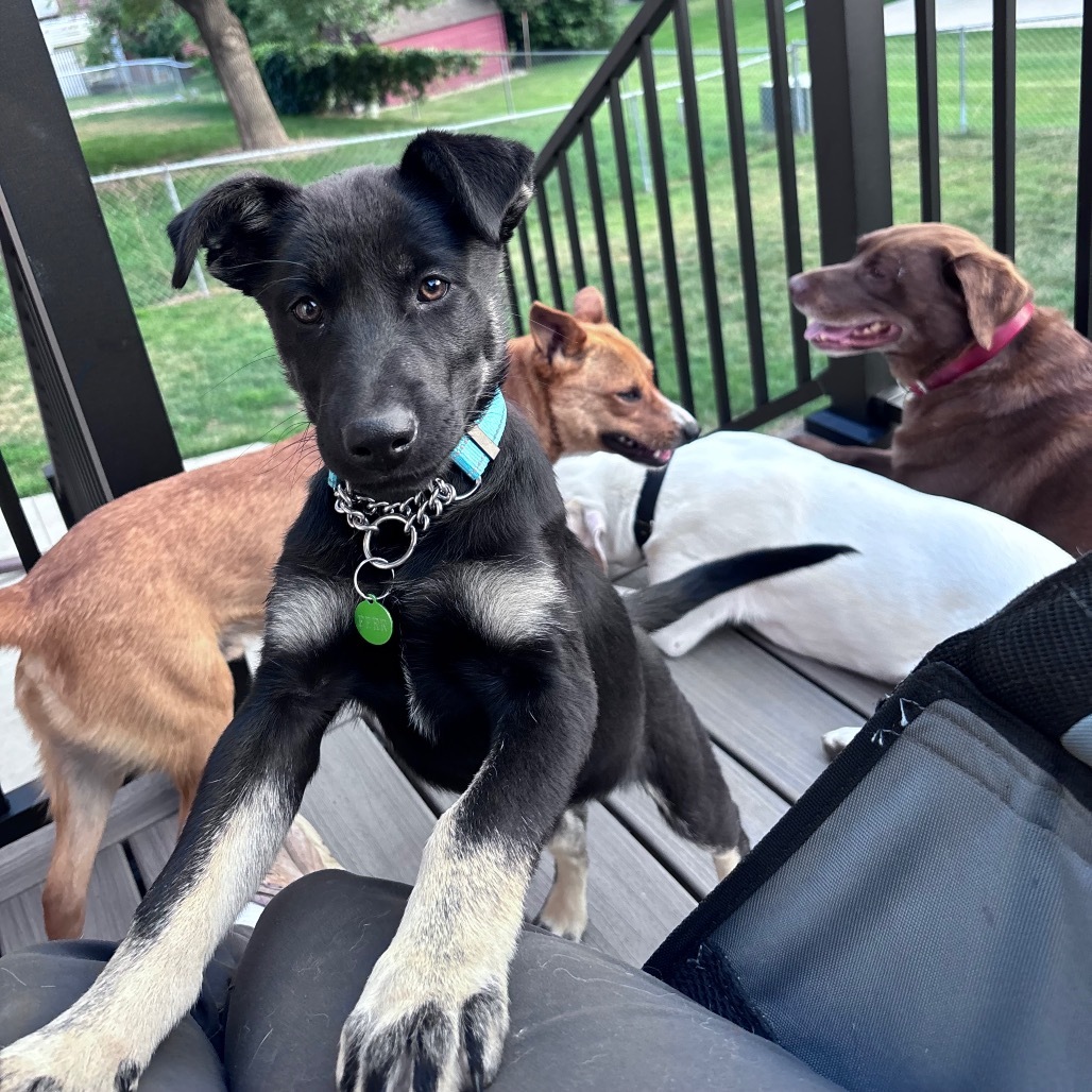 Nellie, an adoptable Mixed Breed in Bismarck, ND, 58507 | Photo Image 3