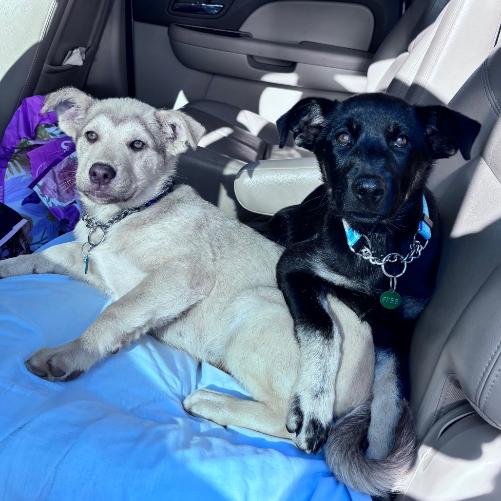 Nellie, an adoptable Mixed Breed in Bismarck, ND, 58507 | Photo Image 4
