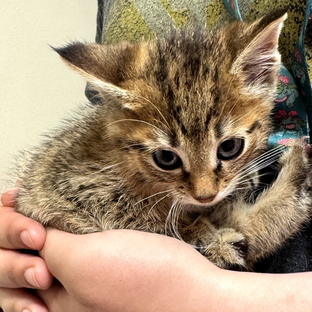 Surrey, an adoptable Domestic Short Hair in Bismarck, ND, 58507 | Photo Image 1
